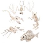 Dieren Skeletten Horror assorti